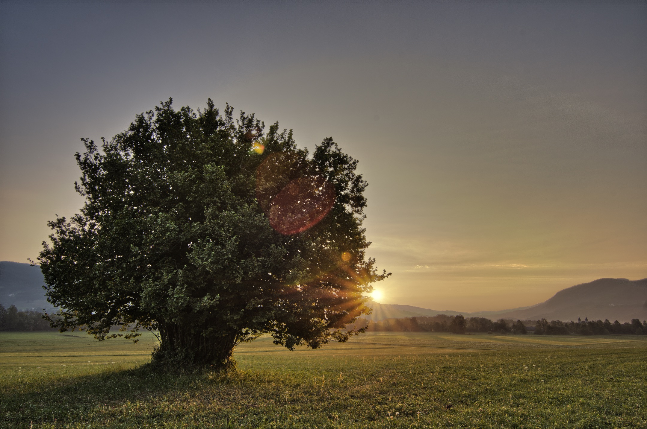 Baum